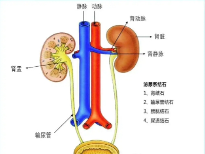 腎、膀胱等泌尿外科疾病